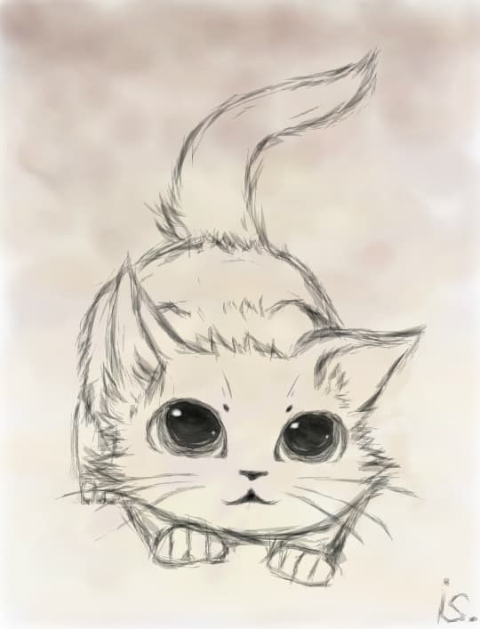 cat