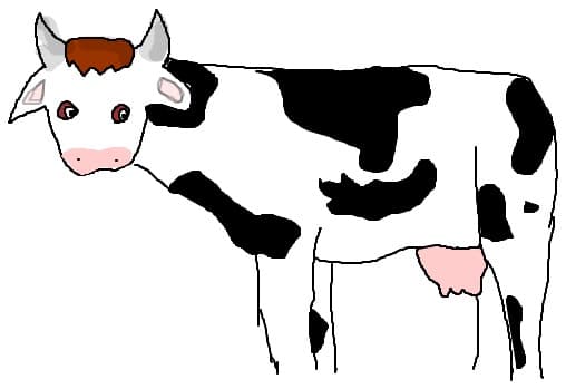 o vaca