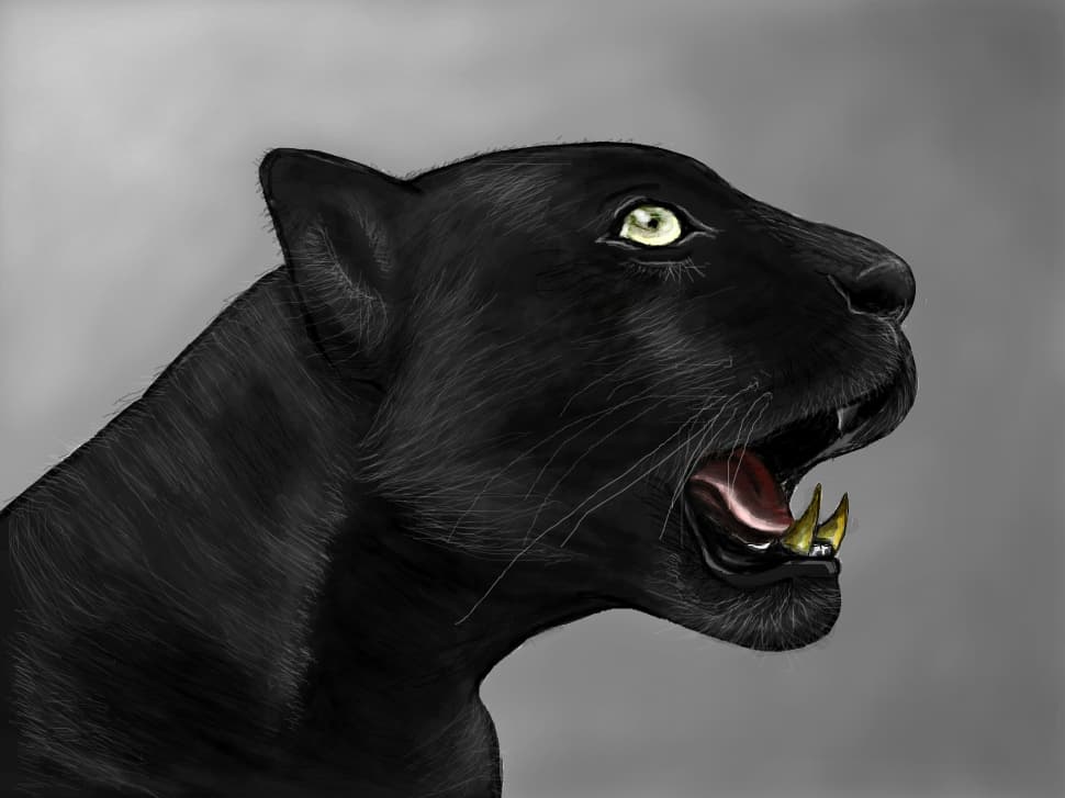 Miau!!   nu am rabdarea de fier pt par