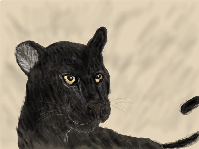 BIG cats week