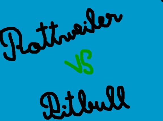 rottweiler vs pitbull