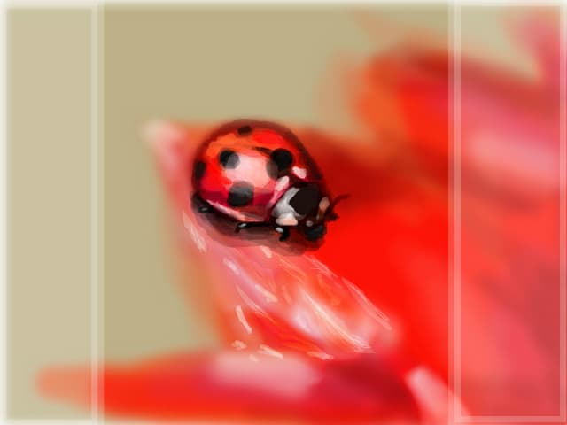 lady bug