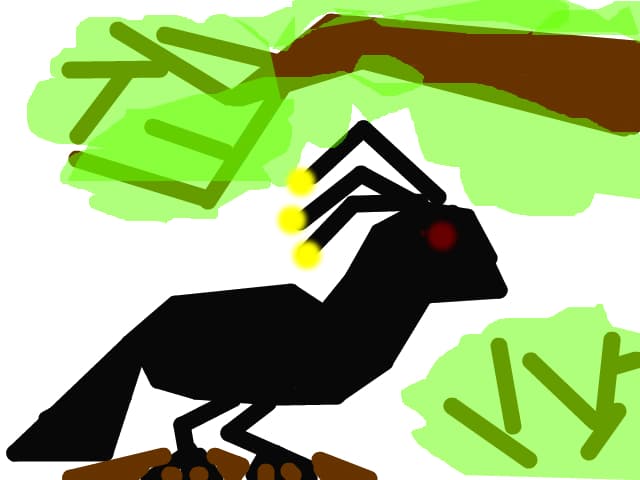 Parotia
