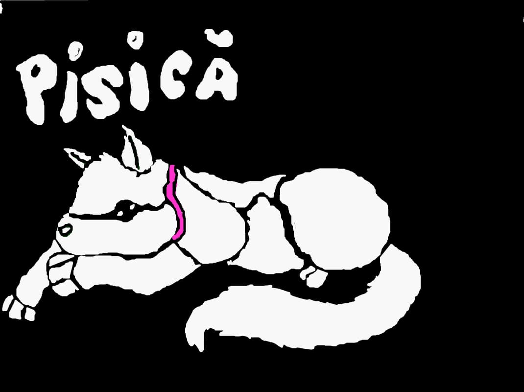 pisica