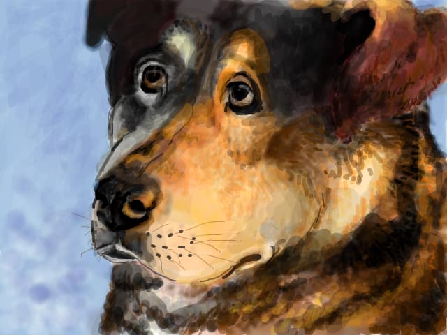 Cainele meu Zina