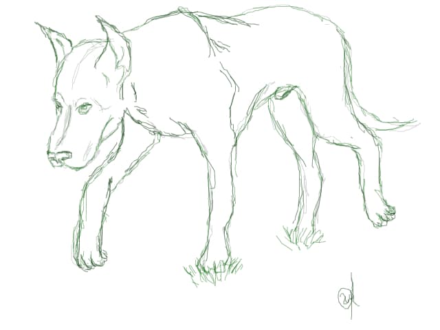 DOG