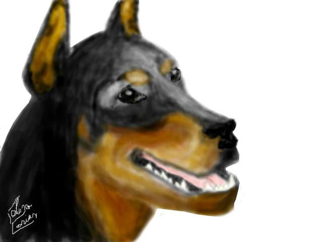 doberman