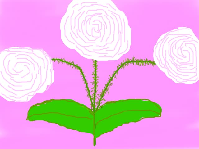 Flori.....3