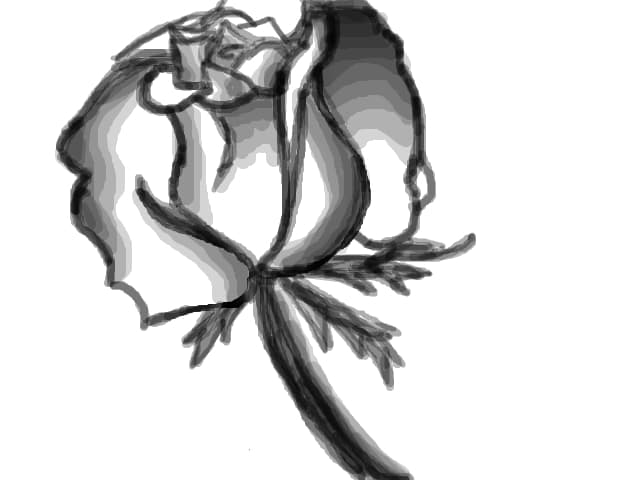 o schita... o floare... un trandafir