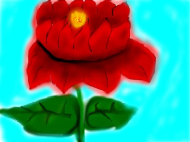 macul