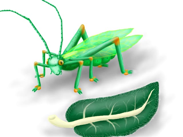O lacusta verde cu picioare si antene lungi