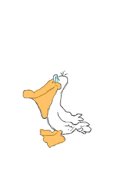 pelican