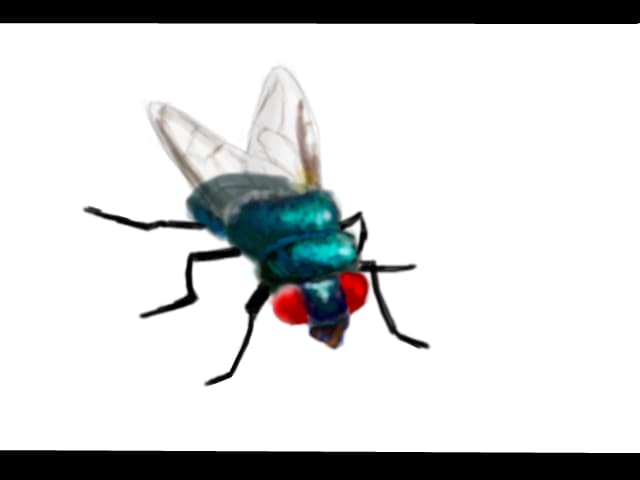 Fiinta Mirifica numita MUSCA.