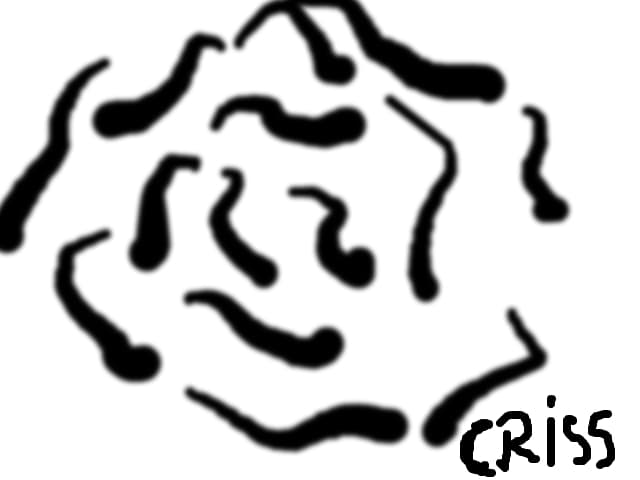 trandafir