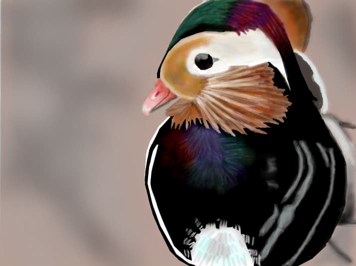 Ratusca mandarin