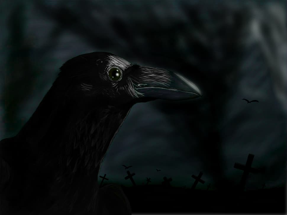 Crow