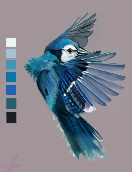 bluejay