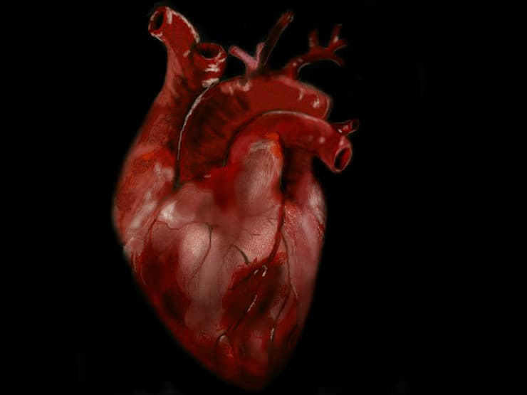 human heart