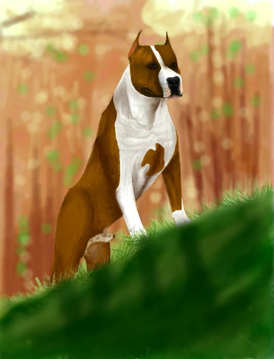 Amstaff
