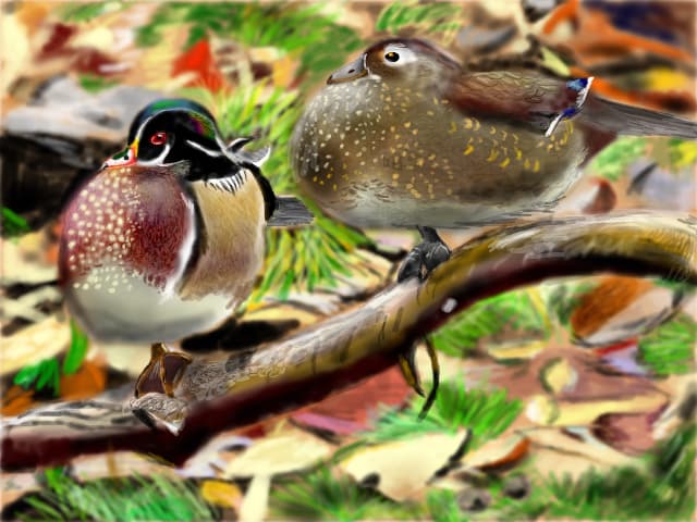 Wood ducks