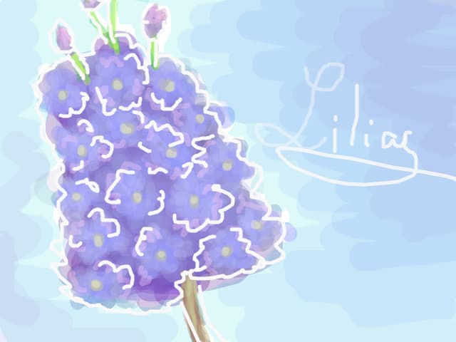 Liliac.