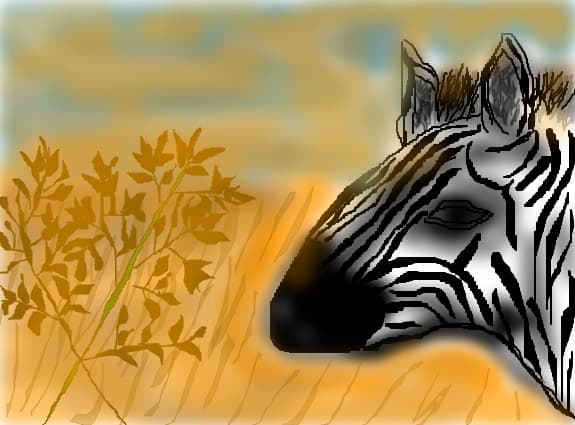 zebra