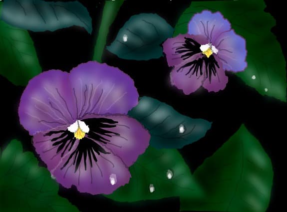 Purple Pansies