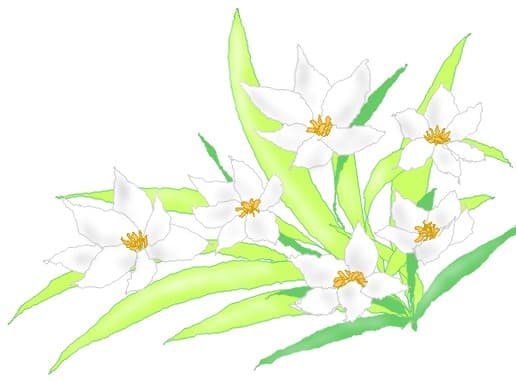 Springtime Flowers