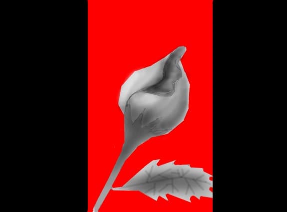 black rose