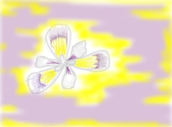 floare de iris