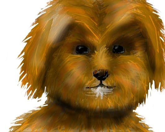 SwEeTy PeT