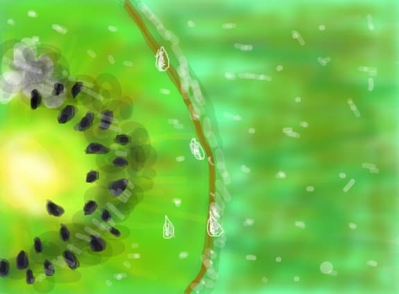 kiwi