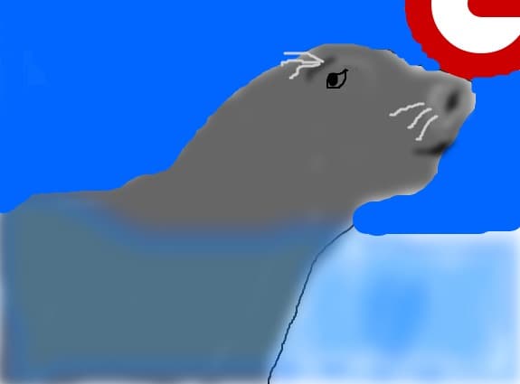 foca