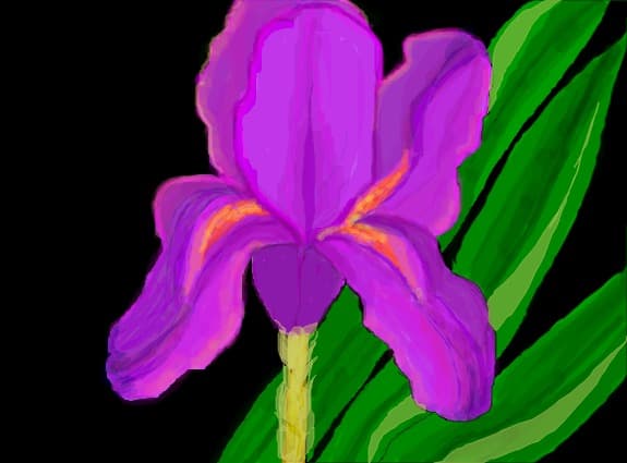 iris