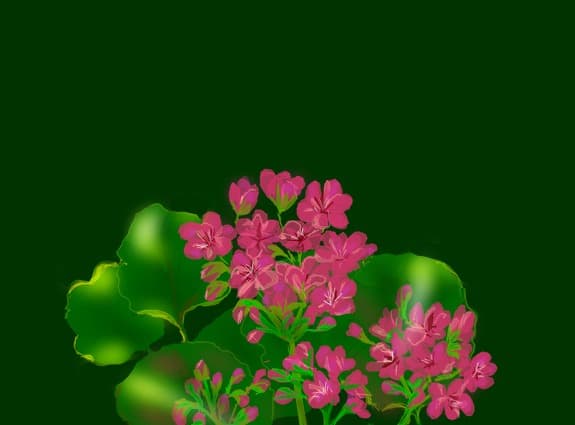geranium