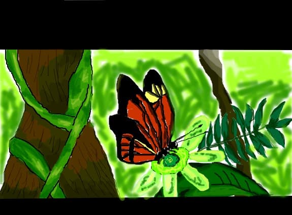 butterfly