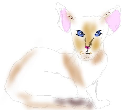 sweety cat