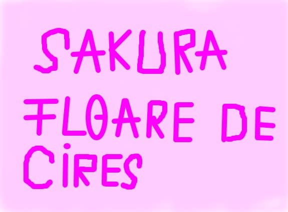Sakura Floare De Cires