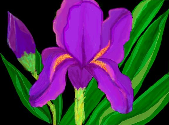Desen 41421 continuat:iris