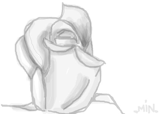rose