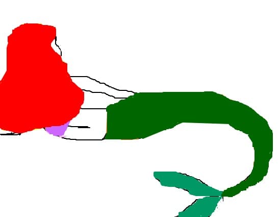 O sirena