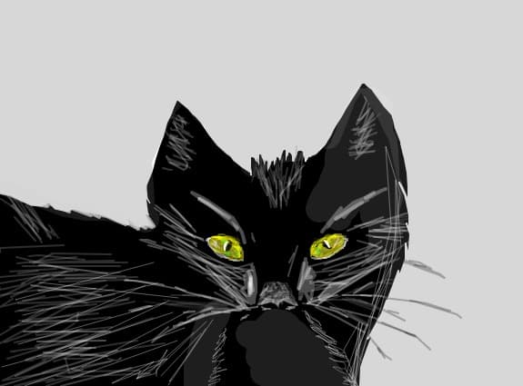 cat