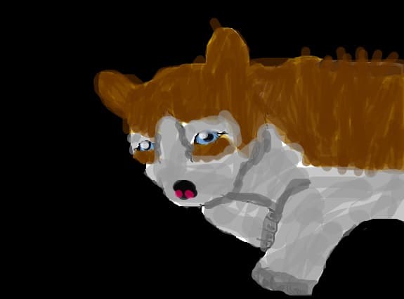 pui de husky