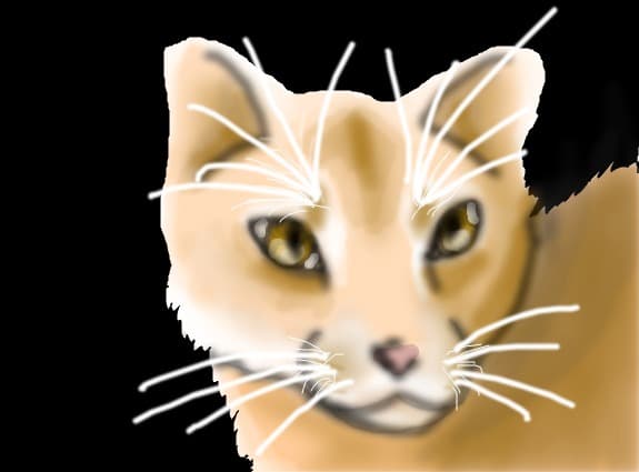 Pisicutza  kitty