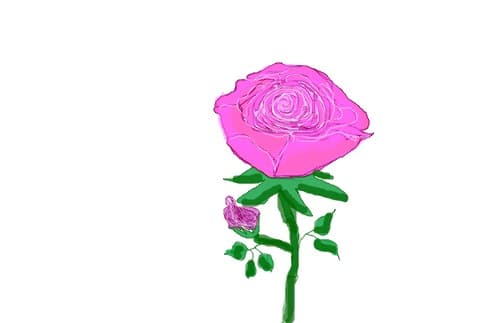 Rose
