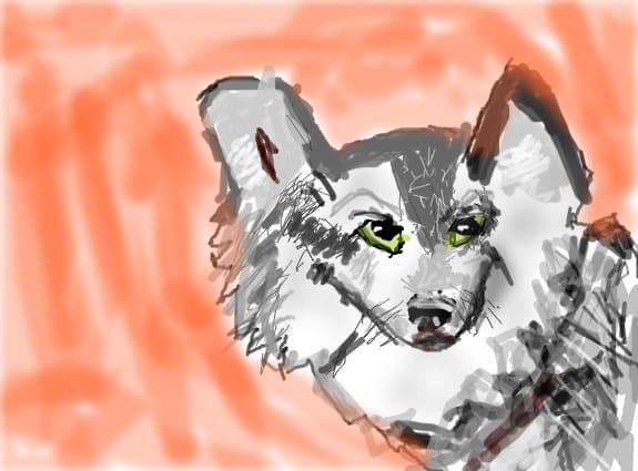 wolf