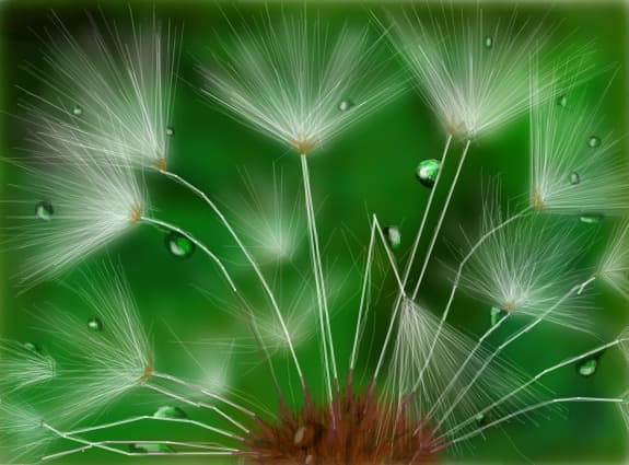 nature.....and water drops.....