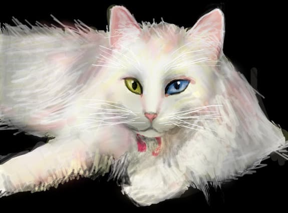 Angora kitty