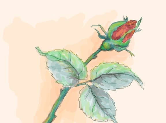 ...a rose...