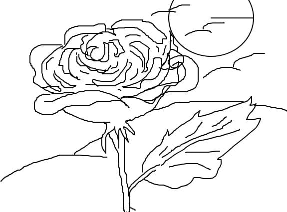 rose